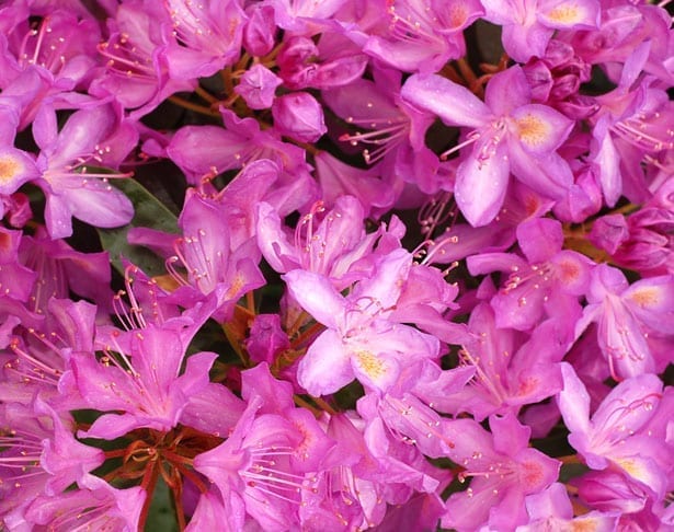 Rhododendron is poisonous to cats, dogs, and horses.