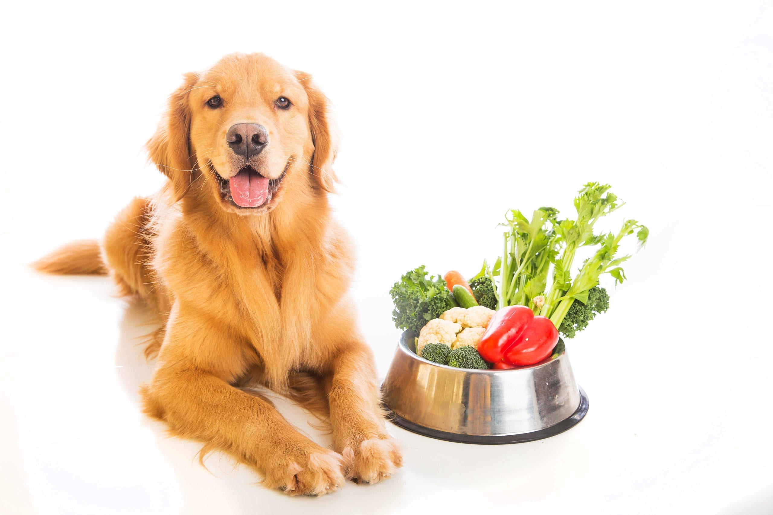 Dog with vegetables